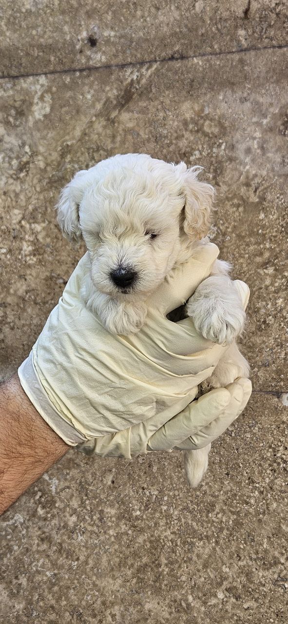 مولد نژاد بیشان فریزی دنی